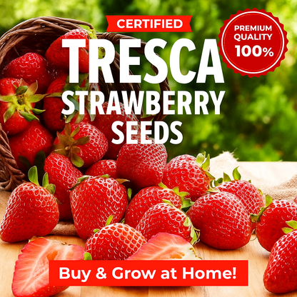 Tresca Strawberry Seeds