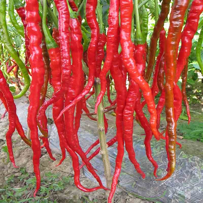 Hybrid Long Hot Chili Seed Bag — Garden Planting Seeds