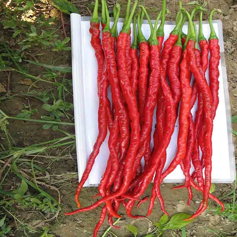 Hybrid Long Hot Chili Seed Bag — Garden Planting Seeds