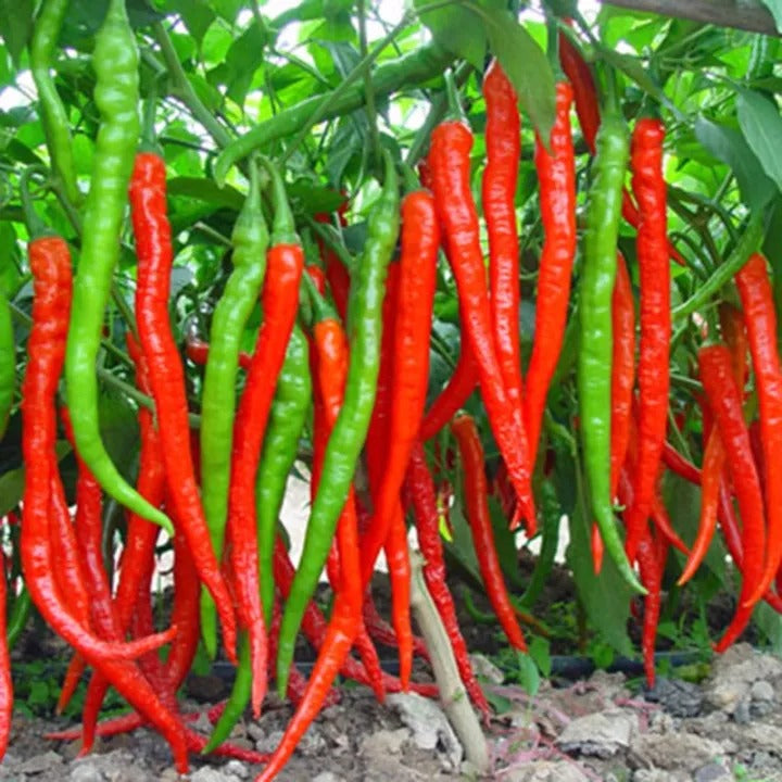 Hybrid Long Hot Chili Seed Bag — Garden Planting Seeds