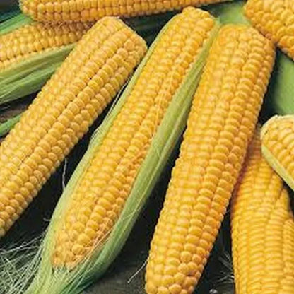BETRAS 16 F1 Hybrid Corn — GMO-Free Organic Seeds