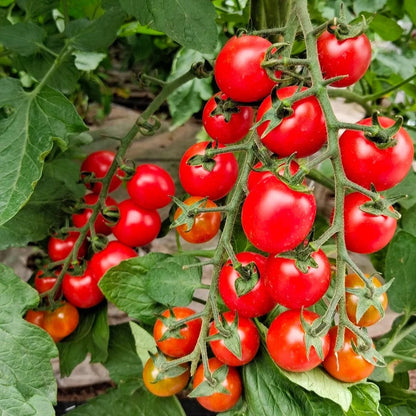 Waterfall Tomato Seeds – High Yield, Easy to Grow for Home & Garden