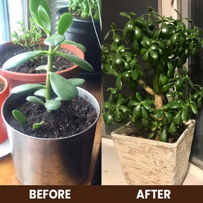 Soil Pro Activator – Rebuild Soil Health & Boost Plant Growth