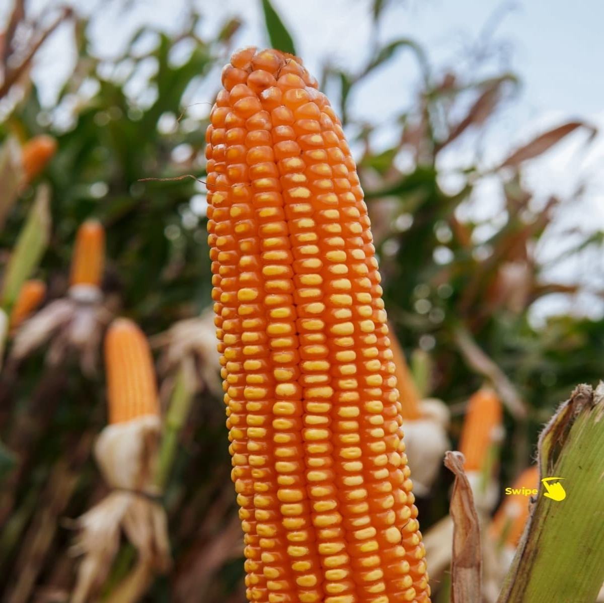 BETRAS 16 F1 Hybrid Corn — GMO-Free Organic Seeds