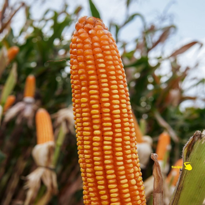 BETRAS 16 F1 Hybrid Corn — GMO-Free Organic Seeds