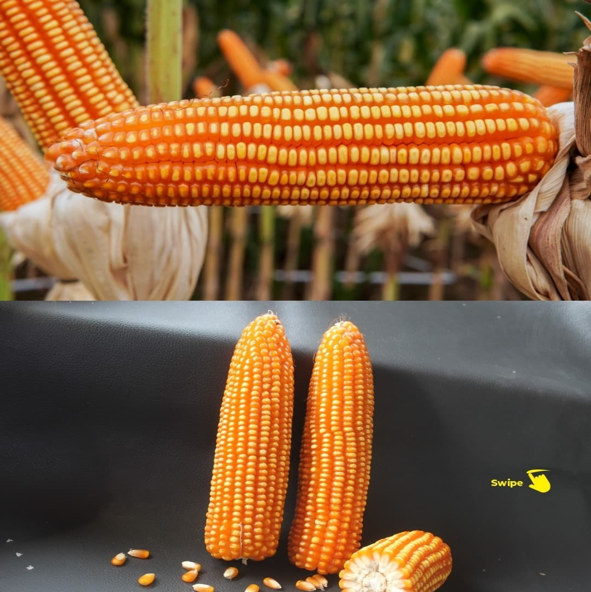 BETRAS 16 F1 Hybrid Corn — GMO-Free Organic Seeds