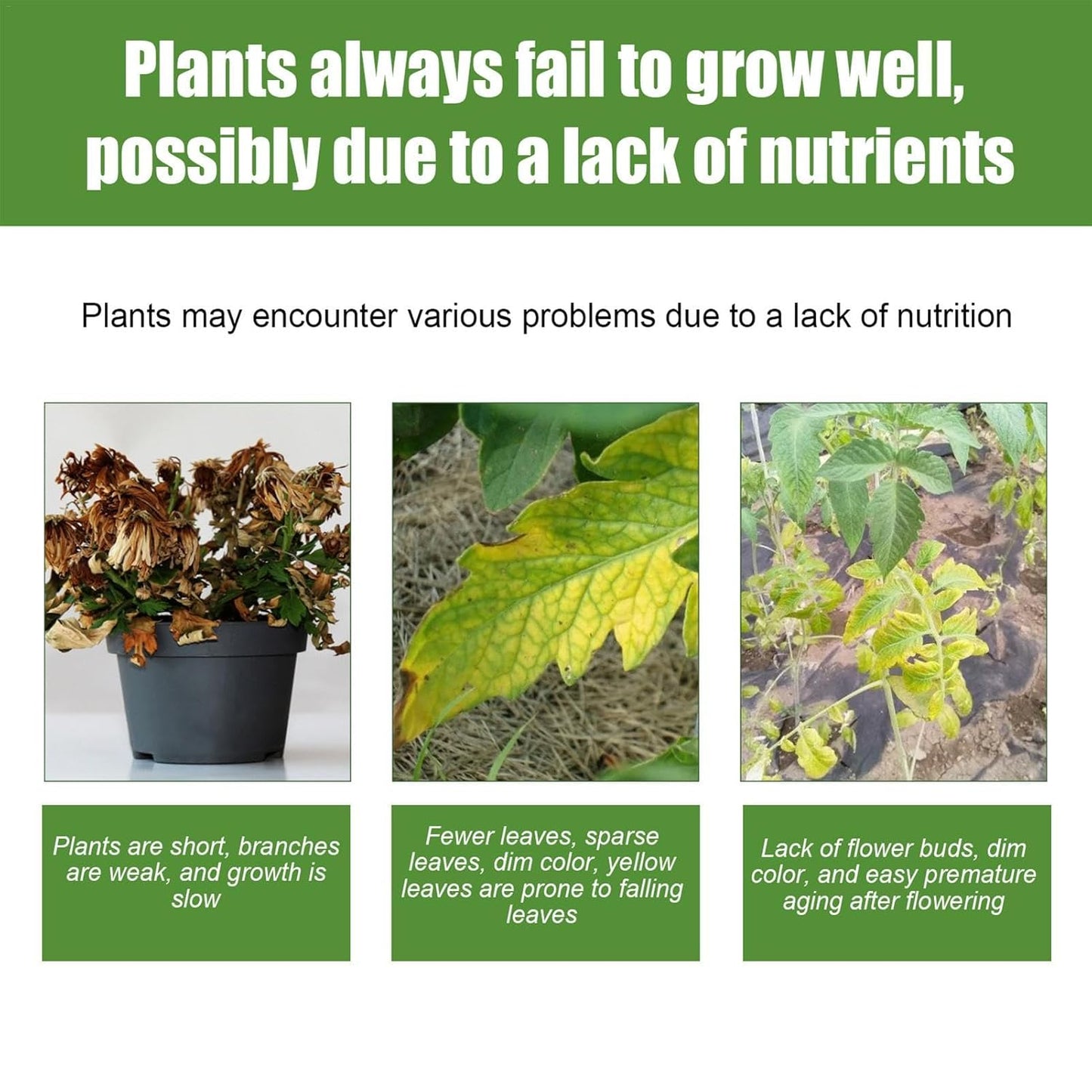 Awakening Plant Growth Vitality