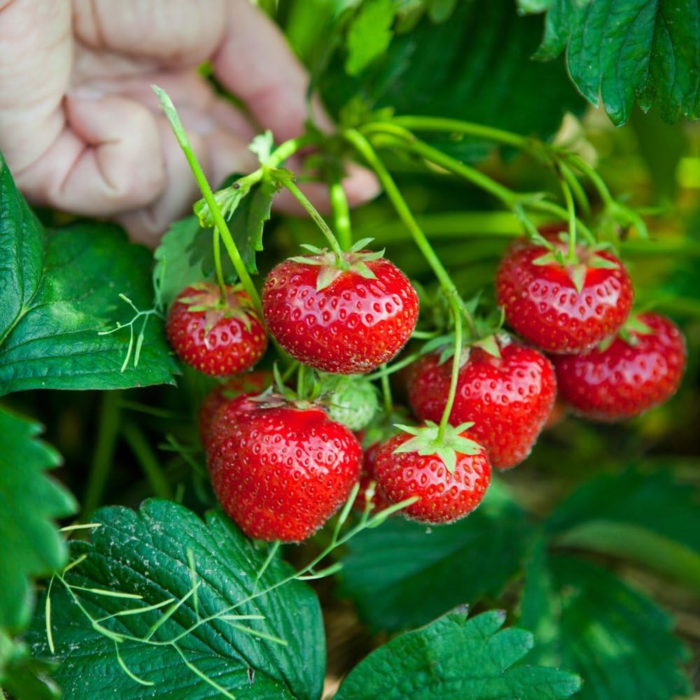 Tresca Strawberry Seeds