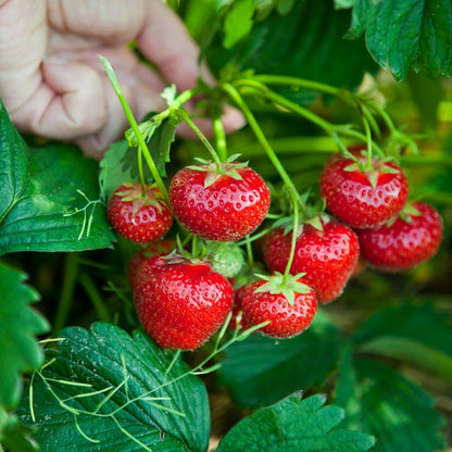Tresca Strawberry Seeds