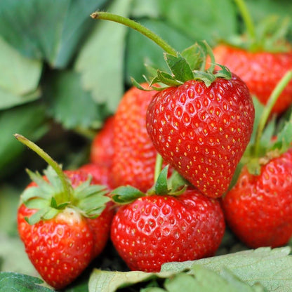Tresca Strawberry Seeds