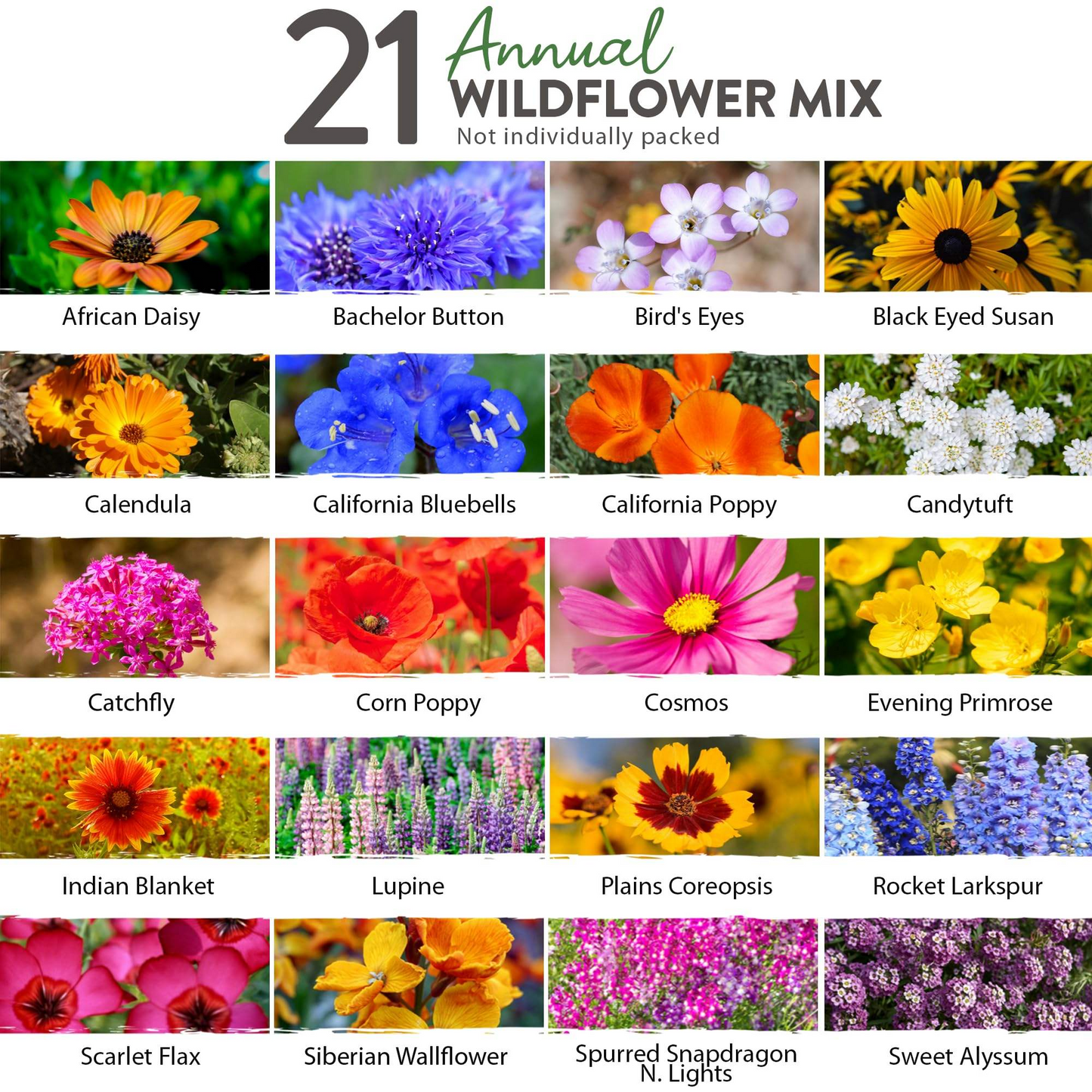 21 Variety Wildflower Seed Mix – Bee & Butterfly Garden Pack