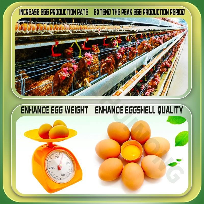 Poultry Vitamin AD3E Powder – Boost Egg Production