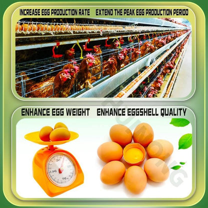Poultry Vitamin AD3E Powder – Boost Egg Production