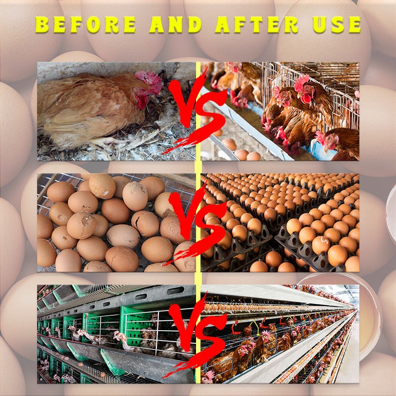 Poultry Vitamin AD3E Powder – Boost Egg Production