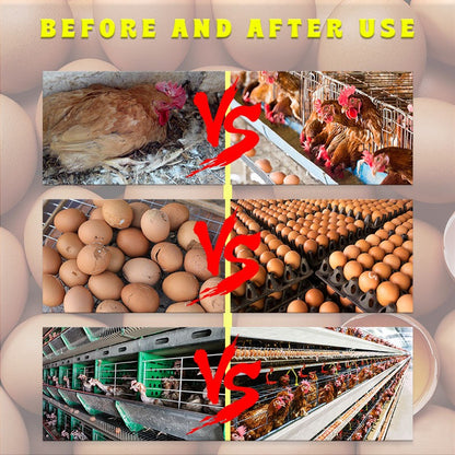 Poultry Vitamin AD3E Powder – Boost Egg Production