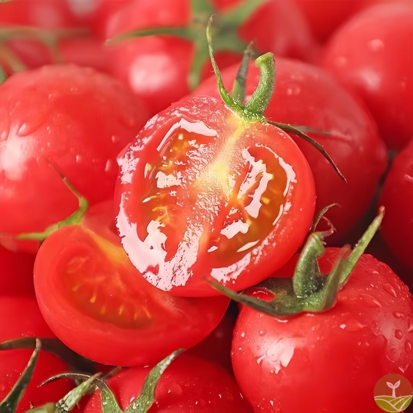 Waterfall Tomato Seeds – High Yield, Easy to Grow for Home & Garden