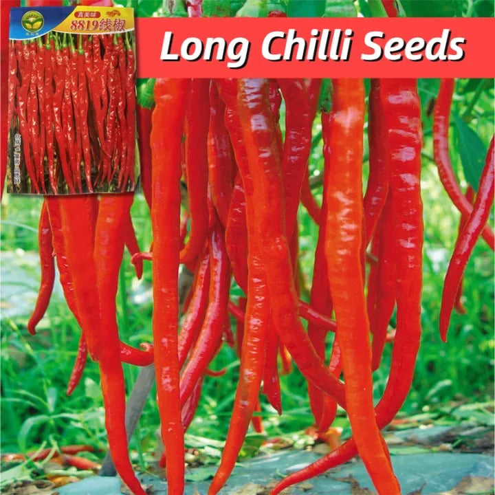 Hybrid Long Hot Chili Seed Bag — Garden Planting Seeds