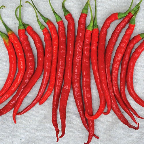 Hybrid Long Hot Chili Seed Bag — Garden Planting Seeds