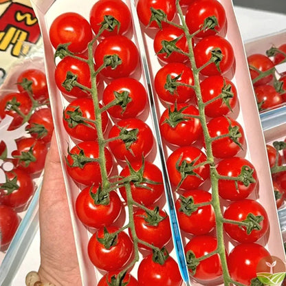 Waterfall Tomato Seeds – High Yield, Easy to Grow for Home & Garden