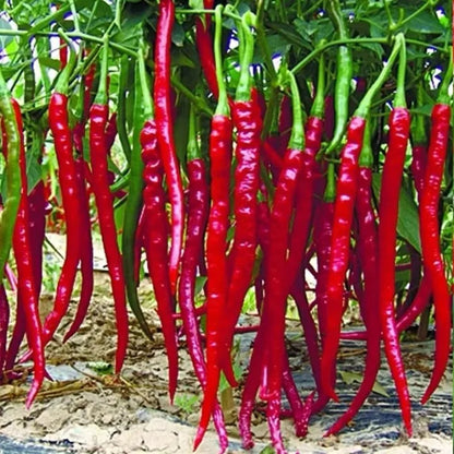 Hybrid Long Hot Chili Seed Bag — Garden Planting Seeds
