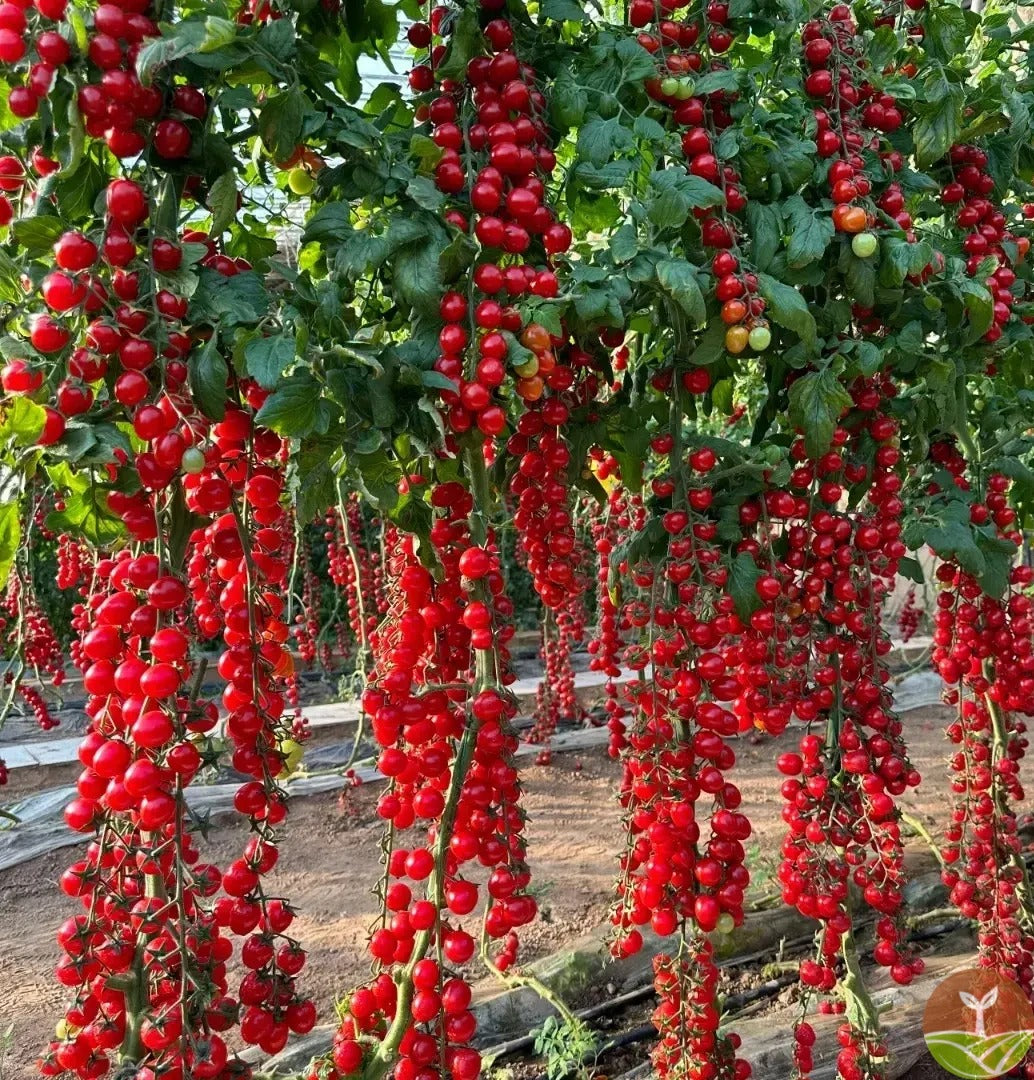 Waterfall Tomato Seeds – High Yield, Easy to Grow for Home & Garden