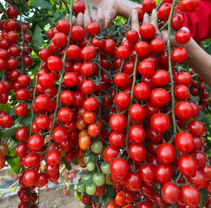Waterfall Tomato Seeds – High Yield, Easy to Grow for Home & Garden