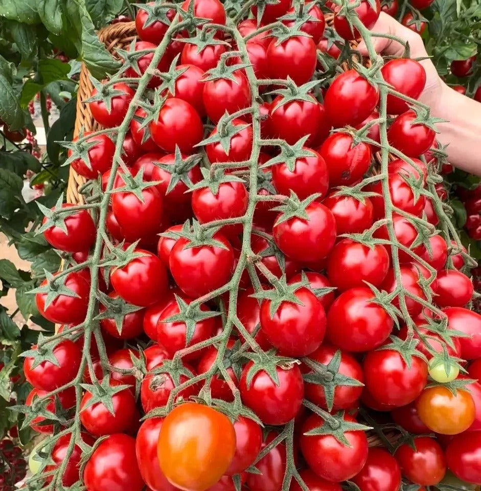 Waterfall Tomato Seeds – High Yield, Easy to Grow for Home & Garden