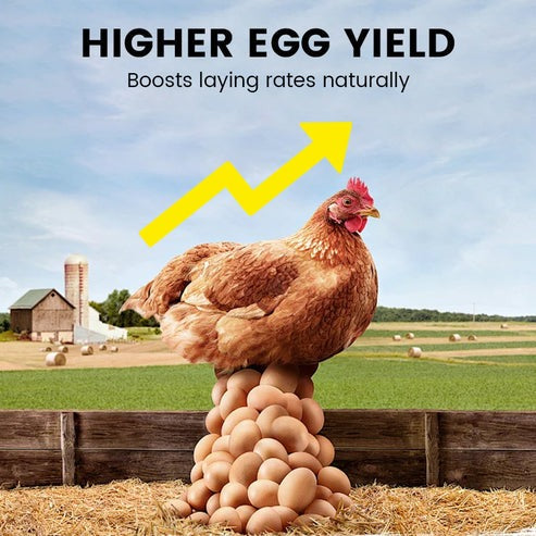 Poultry Vitamin AD3E Powder – Boost Egg Production